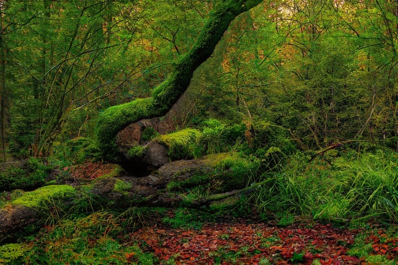 Magical Forest Vows